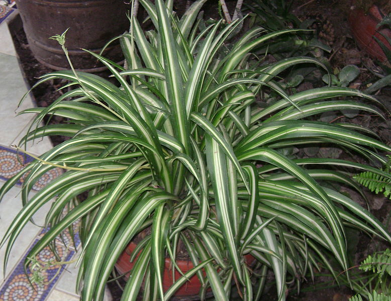 Spider Plant